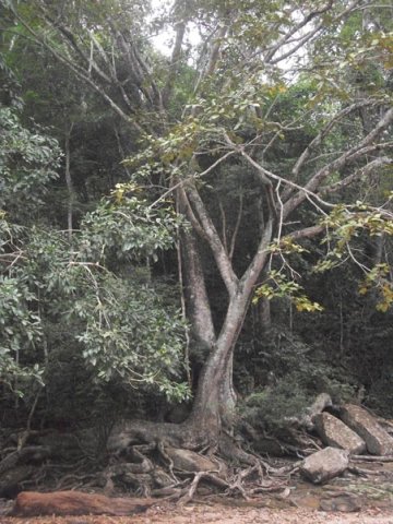 carmesia_30-82
