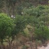 carmesia_30-56