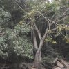 carmesia_30-82
