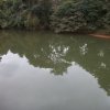 carmesia_30-94
